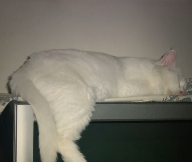 一只14岁猫咪的一生,看完泪流满面,但满满的都是爱啊!插图(2) 一只14岁猫咪的一生,看完泪流满面,但满满的都是爱啊!插图(2)