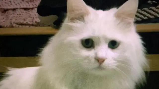 一只14岁猫咪的一生,看完泪流满面,但满满的都是爱啊!插图(3) 一只14岁猫咪的一生,看完泪流满面,但满满的都是爱啊!插图(3)