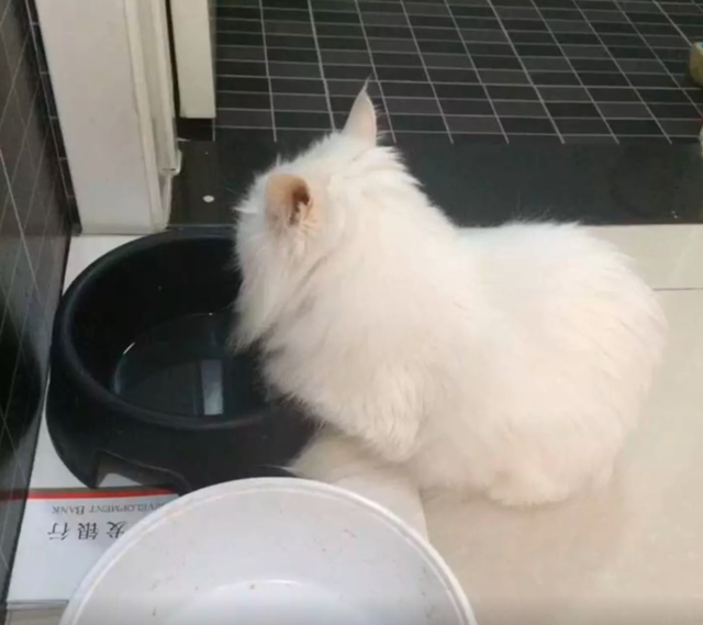 一只14岁猫咪的一生,看完泪流满面,但满满的都是爱啊!插图(5) 一只14岁猫咪的一生,看完泪流满面,但满满的都是爱啊!插图(5)