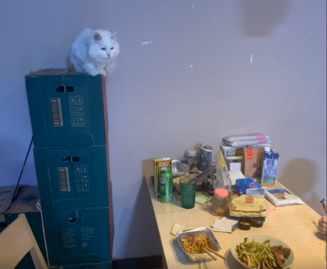 一只14岁猫咪的一生,看完泪流满面,但满满的都是爱啊!插图(7) 一只14岁猫咪的一生,看完泪流满面,但满满的都是爱啊!插图(7)