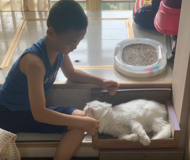 一只14岁猫咪的一生,看完泪流满面,但满满的都是爱啊!插图(8) 一只14岁猫咪的一生,看完泪流满面,但满满的都是爱啊!插图(8)