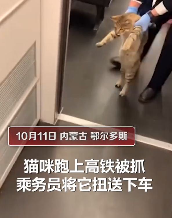 猫咪突破安检上车,被抓后小碎步过于搞笑:我不能回乡探亲?插图 猫咪突破安检上车,被抓后小碎步过于搞笑:我不能回乡探亲?插图