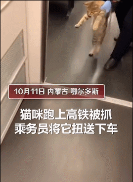 猫咪突破安检上车,被抓后小碎步过于搞笑:我不能回乡探亲?插图(1) 猫咪突破安检上车,被抓后小碎步过于搞笑:我不能回乡探亲?插图(1)
