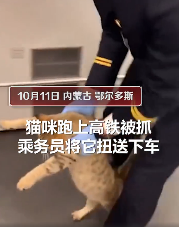 猫咪突破安检上车,被抓后小碎步过于搞笑:我不能回乡探亲?插图(2) 猫咪突破安检上车,被抓后小碎步过于搞笑:我不能回乡探亲?插图(2)