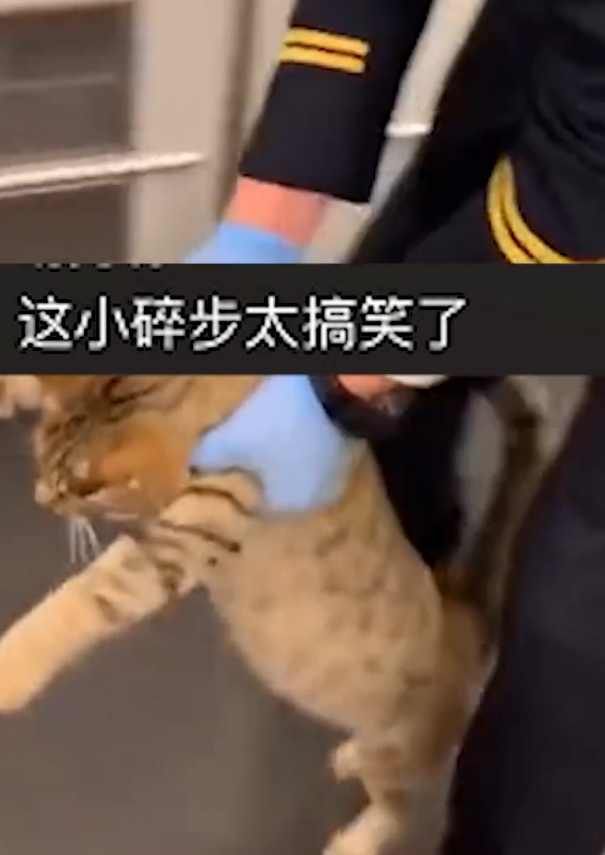 猫咪突破安检上车,被抓后小碎步过于搞笑:我不能回乡探亲?插图(3) 猫咪突破安检上车,被抓后小碎步过于搞笑:我不能回乡探亲?插图(3)