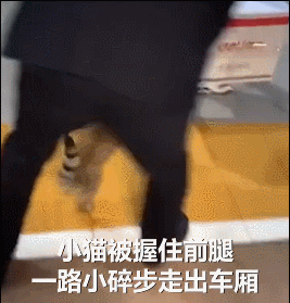 猫咪突破安检上车,被抓后小碎步过于搞笑:我不能回乡探亲?插图(4) 猫咪突破安检上车,被抓后小碎步过于搞笑:我不能回乡探亲?插图(4)