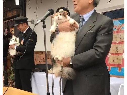 猫咪突破安检上车,被抓后小碎步过于搞笑:我不能回乡探亲?插图(6) 猫咪突破安检上车,被抓后小碎步过于搞笑:我不能回乡探亲?插图(6)