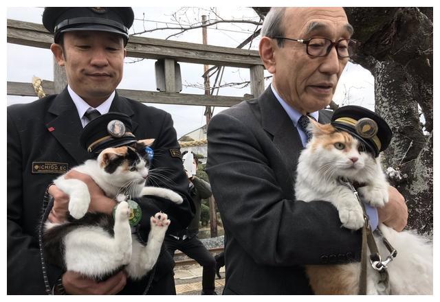 猫咪突破安检上车,被抓后小碎步过于搞笑:我不能回乡探亲?插图(7) 猫咪突破安检上车,被抓后小碎步过于搞笑:我不能回乡探亲?插图(7)