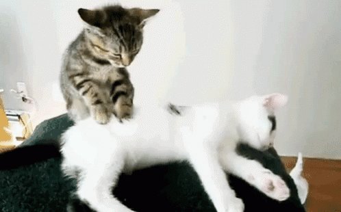 猫咪踩奶的背后是一个“悲伤”的故事插图(1) 猫咪踩奶的背后是一个“悲伤”的故事插图(1)