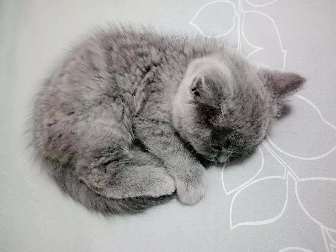 耳螨会传染人吗,猫咪耳螨为什么总复发?插图(2) 耳螨会传染人吗,猫咪耳螨为什么总复发?插图(2)