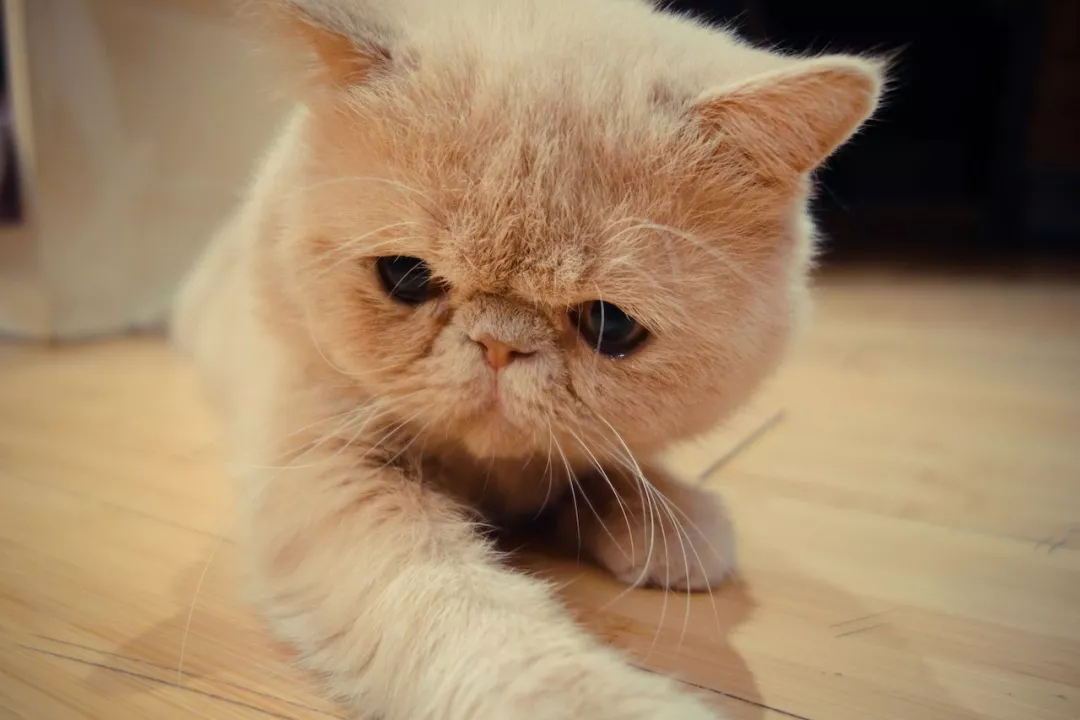 耳螨会传染人吗,猫咪耳螨为什么总复发?插图(3) 耳螨会传染人吗,猫咪耳螨为什么总复发?插图(3)