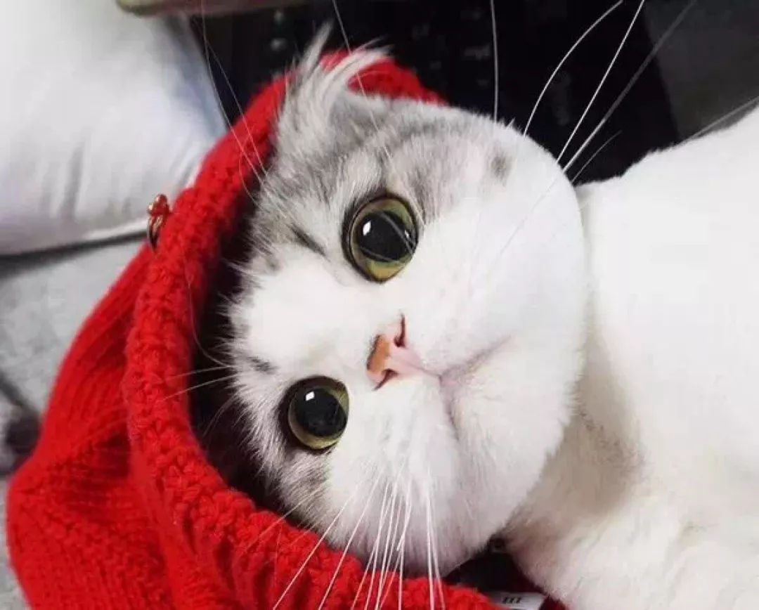 耳螨会传染人吗,猫咪耳螨为什么总复发?插图(4) 耳螨会传染人吗,猫咪耳螨为什么总复发?插图(4)