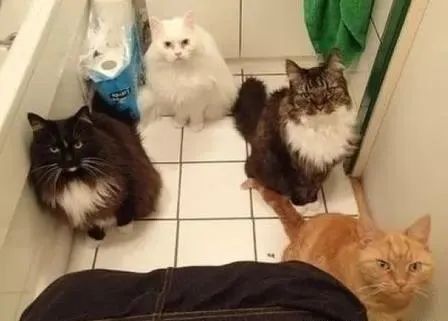 科学养猫纠正不良行为|新手必看插图 科学养猫纠正不良行为|新手必看插图