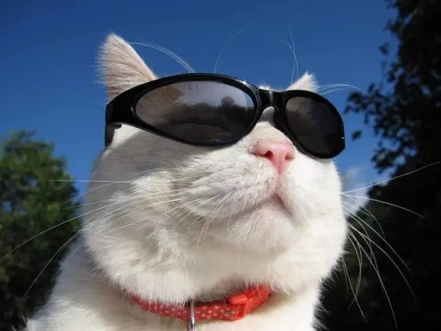 20条养猫实用冷知识|新手养猫必看插图 20条养猫实用冷知识|新手养猫必看插图