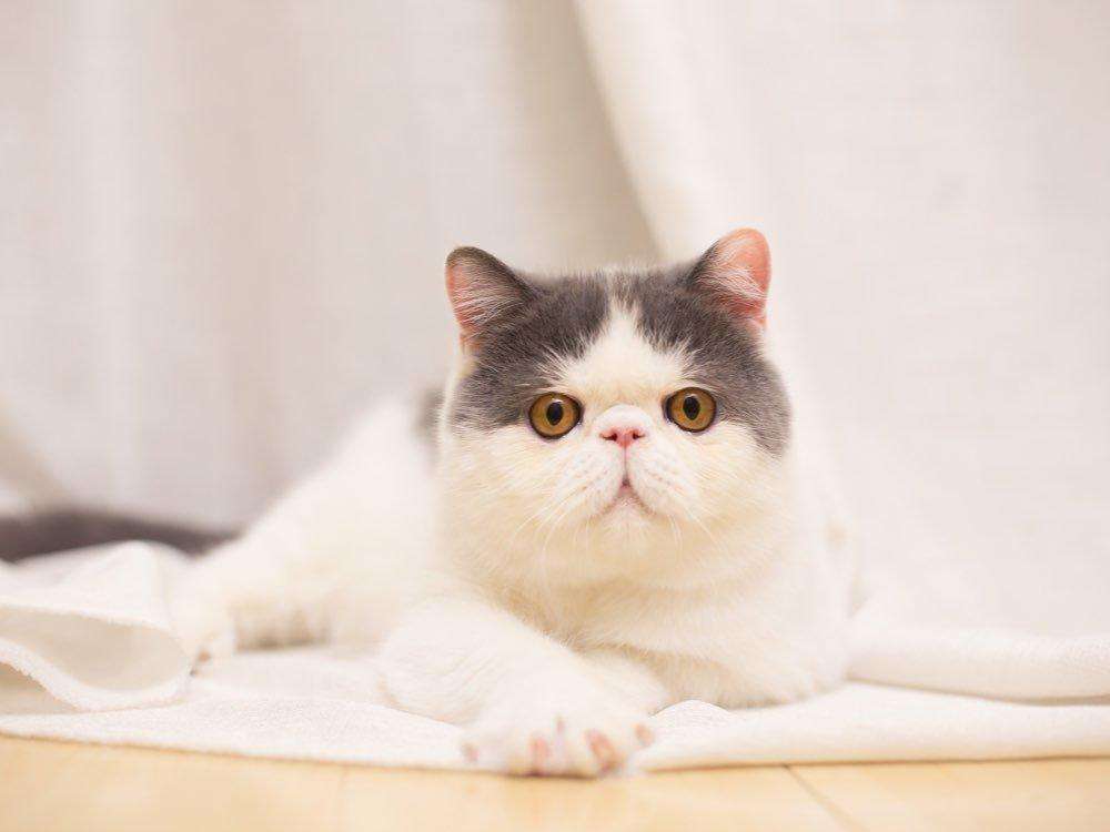 怎么让猫咪发腮,猫咪发腮攻略指南插图 怎么让猫咪发腮,猫咪发腮攻略指南插图