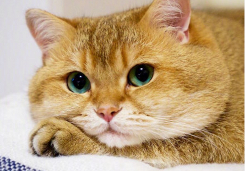 怎么让猫咪发腮,猫咪发腮攻略指南插图(2) 怎么让猫咪发腮,猫咪发腮攻略指南插图(2)