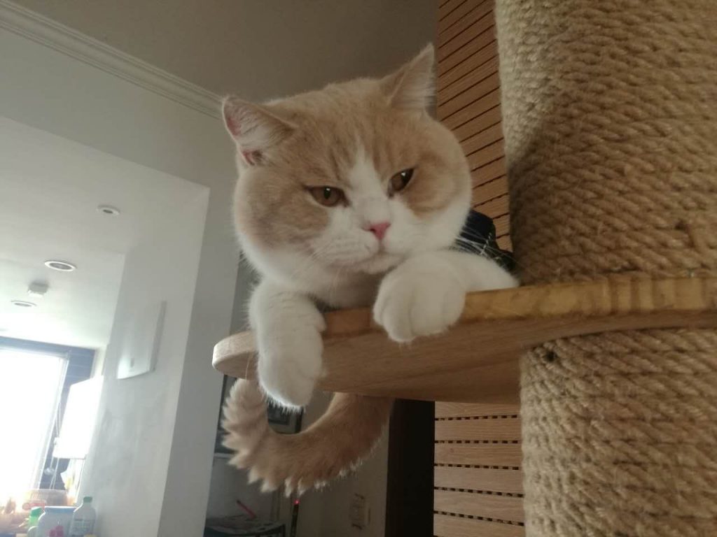 怎么让猫咪发腮,猫咪发腮攻略指南插图(1) 怎么让猫咪发腮,猫咪发腮攻略指南插图(1)