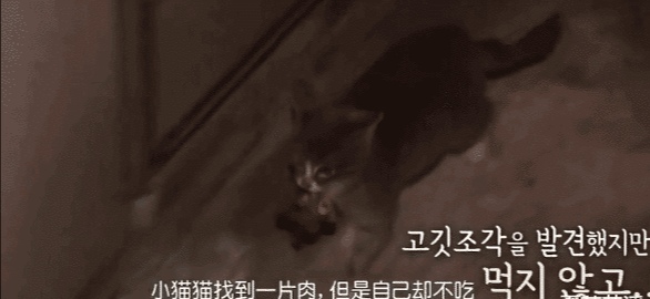 她不知妈妈去世了,把捡到的肉喂给妈妈,自己胃里全是石头插图(4) 她不知妈妈去世了,把捡到的肉喂给妈妈,自己胃里全是石头插图(4)