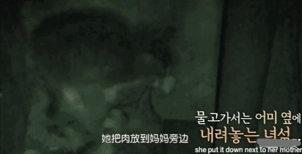 她不知妈妈去世了,把捡到的肉喂给妈妈,自己胃里全是石头插图(5) 她不知妈妈去世了,把捡到的肉喂给妈妈,自己胃里全是石头插图(5)