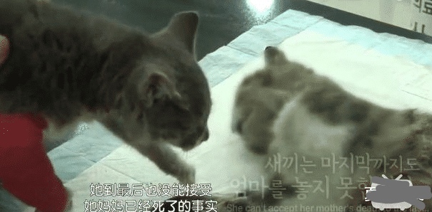 她不知妈妈去世了,把捡到的肉喂给妈妈,自己胃里全是石头插图(8) 她不知妈妈去世了,把捡到的肉喂给妈妈,自己胃里全是石头插图(8)