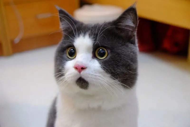 猫咪黑下巴怎么办?日常预防&护理方案插图 猫咪黑下巴怎么办?日常预防&护理方案插图