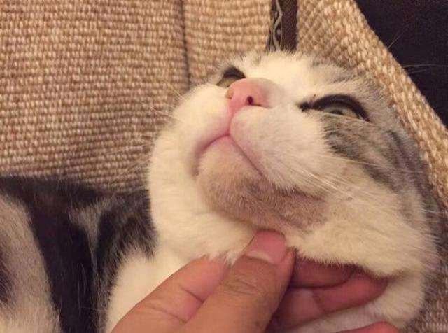 猫咪黑下巴怎么办?日常预防&护理方案插图(1) 猫咪黑下巴怎么办?日常预防&护理方案插图(1)