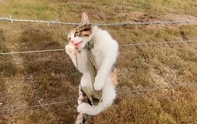 无人区出现家猫,还被困在防护网上,它为什么会出现在这里?插图 无人区出现家猫,还被困在防护网上,它为什么会出现在这里?插图