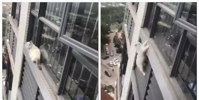 硬核救猫!老人用绳吊7岁孙子下楼救猫,五层楼无护栏插图(2) 硬核救猫!老人用绳吊7岁孙子下楼救猫,五层楼无护栏插图(2)