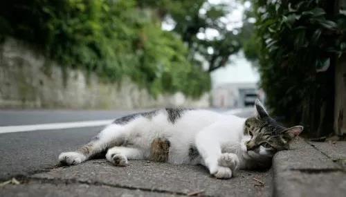 硬核救猫!老人用绳吊7岁孙子下楼救猫,五层楼无护栏插图(3) 硬核救猫!老人用绳吊7岁孙子下楼救猫,五层楼无护栏插图(3)