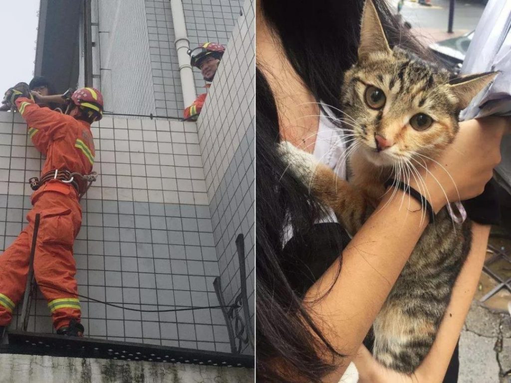 硬核救猫!老人用绳吊7岁孙子下楼救猫,五层楼无护栏插图(4) 硬核救猫!老人用绳吊7岁孙子下楼救猫,五层楼无护栏插图(4)