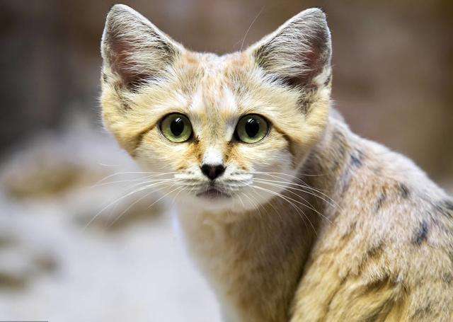 猫咪百科,你绝对不能饲养的那些猫咪品种插图(3) 猫咪百科,你绝对不能饲养的那些猫咪品种插图(3)