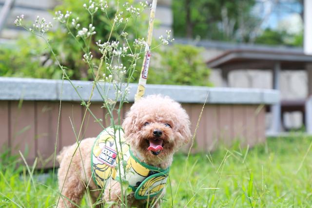 多年后在路上碰到的一只流浪猫让宠物主人断定是已经离世的泰迪犬插图 多年后在路上碰到的一只流浪猫让宠物主人断定是已经离世的泰迪犬插图