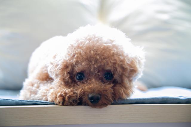 多年后在路上碰到的一只流浪猫让宠物主人断定是已经离世的泰迪犬插图(1) 多年后在路上碰到的一只流浪猫让宠物主人断定是已经离世的泰迪犬插图(1)