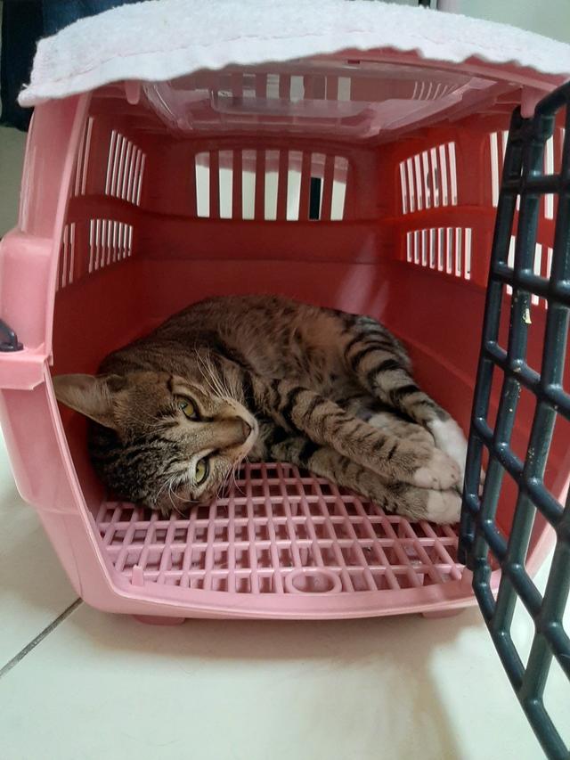 多年后在路上碰到的一只流浪猫让宠物主人断定是已经离世的泰迪犬插图(2) 多年后在路上碰到的一只流浪猫让宠物主人断定是已经离世的泰迪犬插图(2)