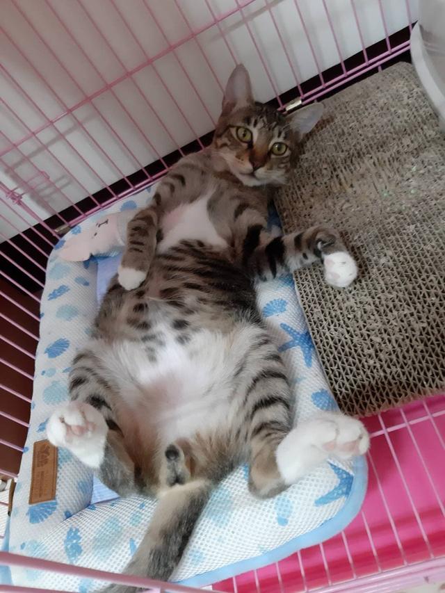 多年后在路上碰到的一只流浪猫让宠物主人断定是已经离世的泰迪犬插图(4) 多年后在路上碰到的一只流浪猫让宠物主人断定是已经离世的泰迪犬插图(4)