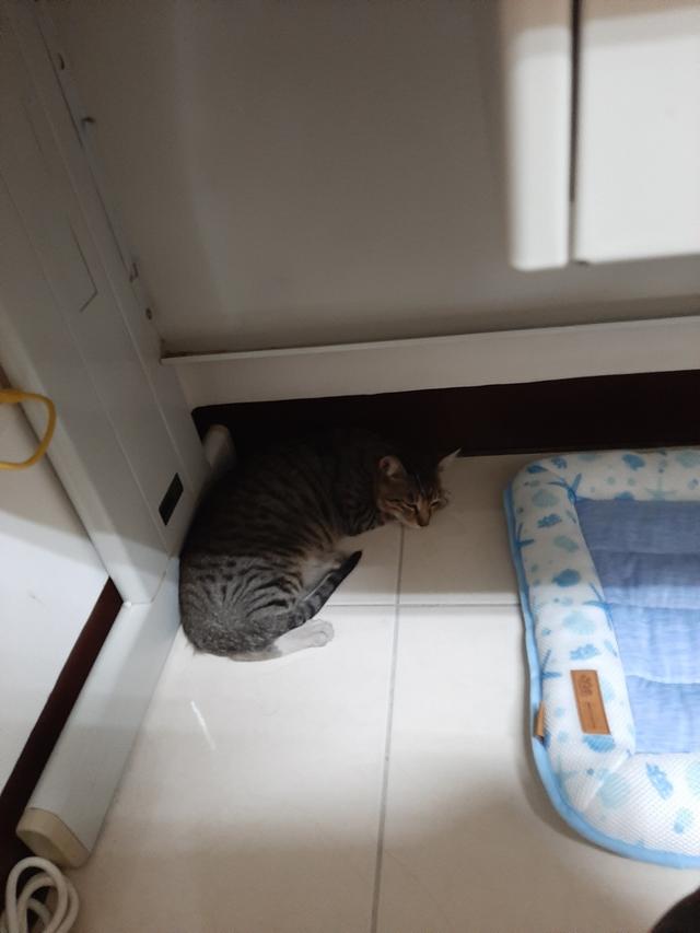 多年后在路上碰到的一只流浪猫让宠物主人断定是已经离世的泰迪犬插图(5) 多年后在路上碰到的一只流浪猫让宠物主人断定是已经离世的泰迪犬插图(5)