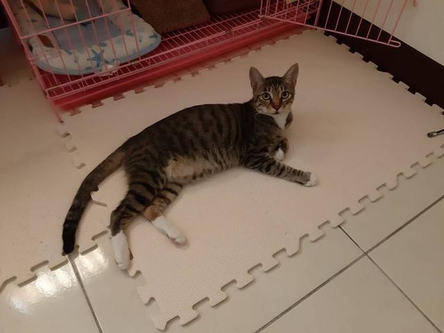 多年后在路上碰到的一只流浪猫让宠物主人断定是已经离世的泰迪犬插图(6) 多年后在路上碰到的一只流浪猫让宠物主人断定是已经离世的泰迪犬插图(6)