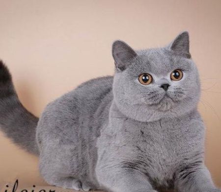 如何挑选英短蓝猫插图 如何挑选英短蓝猫插图