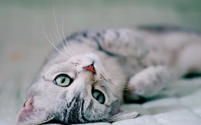 猫咪发情怎么办?科学应对发情期!插图 猫咪发情怎么办?科学应对发情期!插图