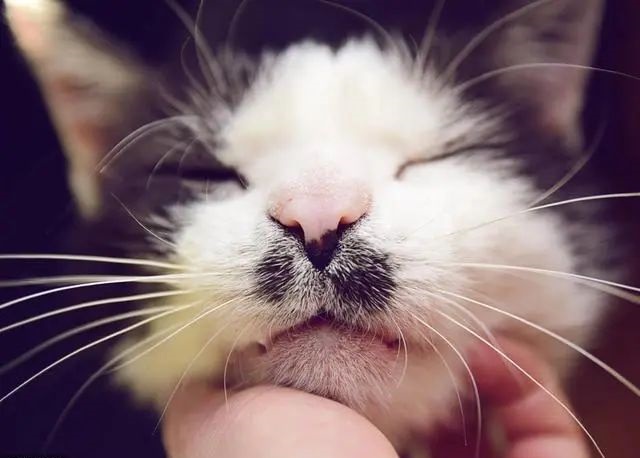 猫咪发情怎么办?科学应对发情期!插图(1) 猫咪发情怎么办?科学应对发情期!插图(1)
