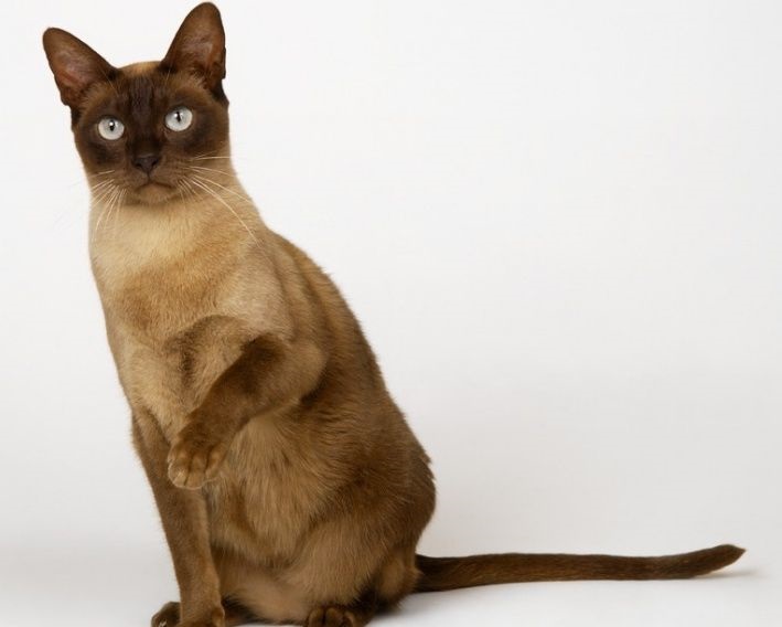 猫咪品种介绍|缅甸猫插图 猫咪品种介绍|缅甸猫插图