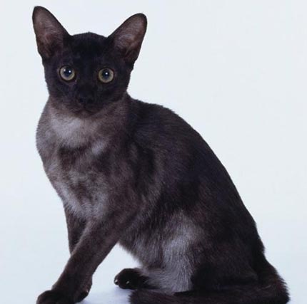 猫咪品种介绍|缅甸猫插图(2) 猫咪品种介绍|缅甸猫插图(2)