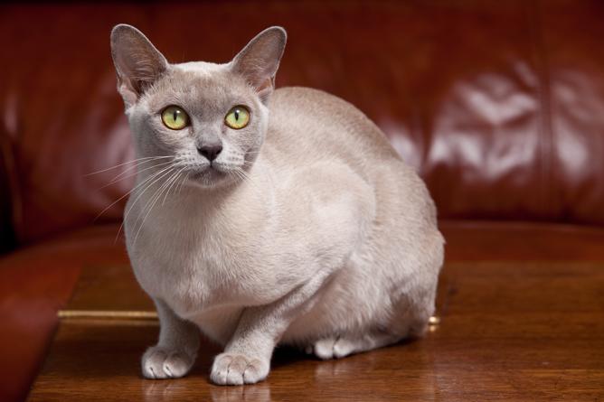 猫咪品种介绍|缅甸猫插图(1) 猫咪品种介绍|缅甸猫插图(1)
