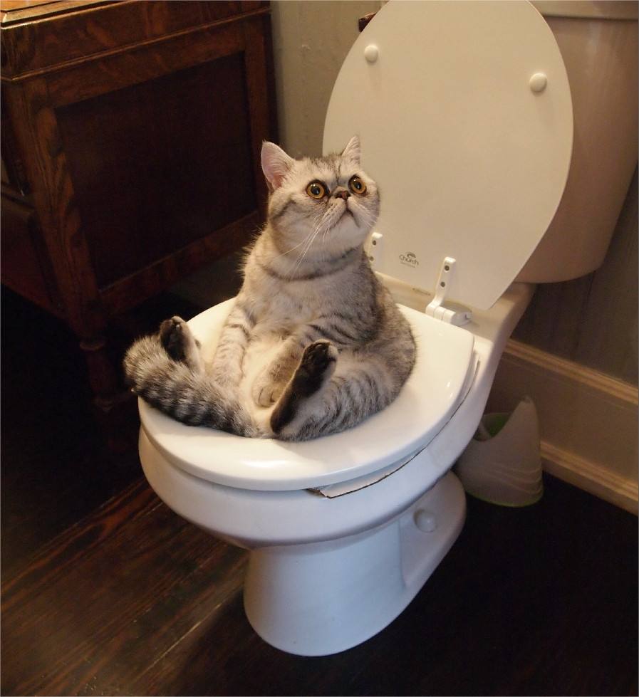 猫咪疾病,猫咪老是便秘怎么办?插图 猫咪疾病,猫咪老是便秘怎么办?插图