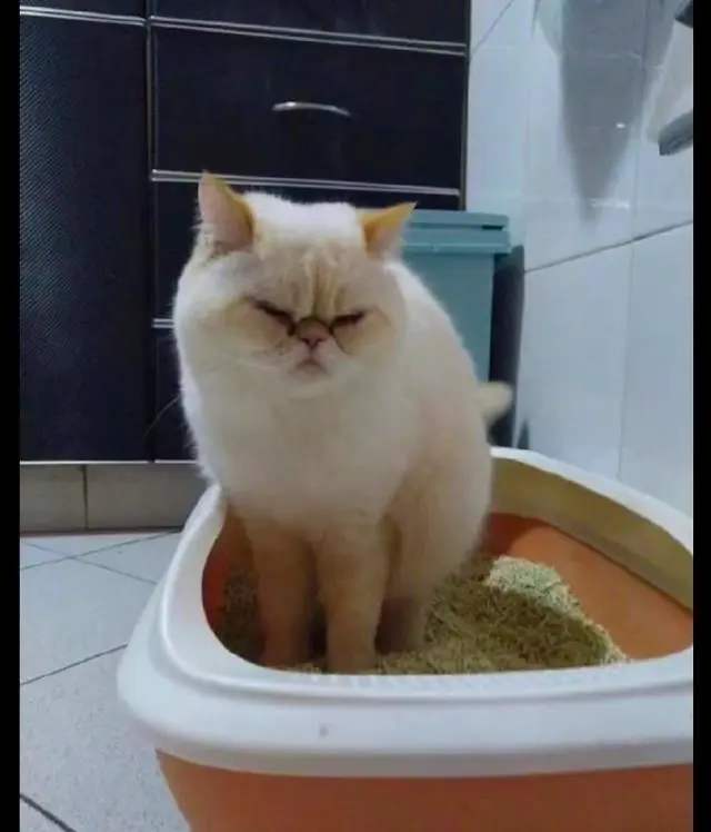 猫咪疾病,猫咪老是便秘怎么办?插图(1) 猫咪疾病,猫咪老是便秘怎么办?插图(1)