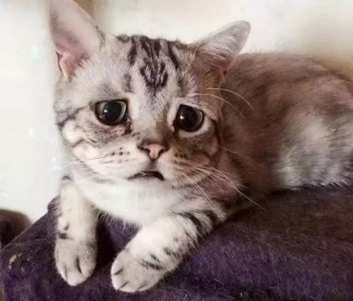 爱猫,就请拒绝猫咪去爪术插图(2) 爱猫,就请拒绝猫咪去爪术插图(2)