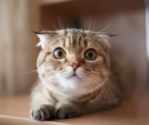 养猫常有的6个误区|铲屎官必看!插图 养猫常有的6个误区|铲屎官必看!插图