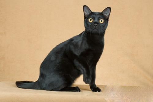 猫咪品种介绍|孟买猫插图(2) 猫咪品种介绍|孟买猫插图(2)