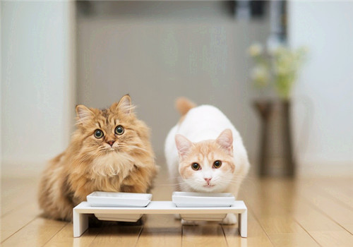 养猫常有的6个误区|铲屎官必看!插图(1) 养猫常有的6个误区|铲屎官必看!插图(1)