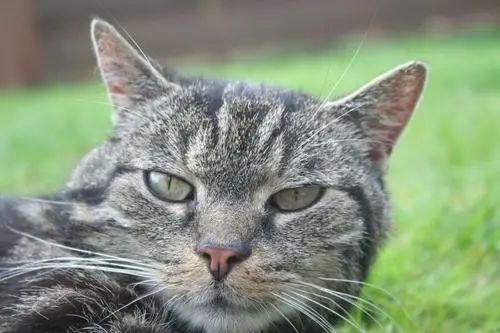 猫的爪子能不能剪掉,猫咪的指甲能不能剪掉,需要注意什么插图 猫的爪子能不能剪掉,猫咪的指甲能不能剪掉,需要注意什么插图